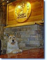 Camp Bow Wow a franchise opportunity from Franchise Genius